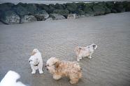 BEACH BUMS