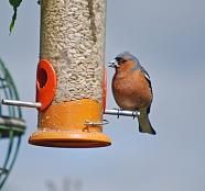 In a friends garden.