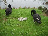 Devon Two Swans and their chicks.