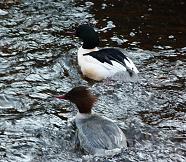 Goosanders