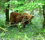 Highland cow