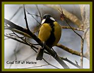 Coal Tit