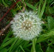 Wild flowers