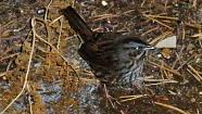 snow day 028 
Fox Sparrow