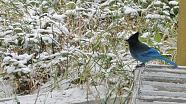 snow pics Bluejay 038 (2)