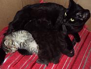 Pippy the Panther and her three kittens.