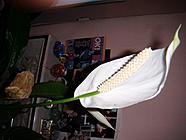 Peace lily flower.