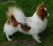 Papillion Dog