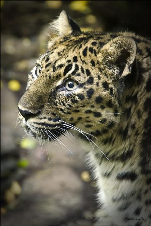 Leopard 2a