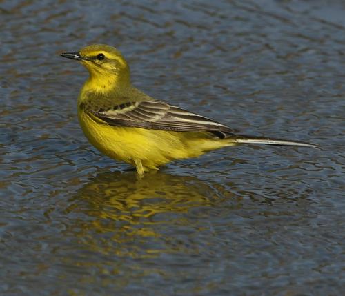 Yellow wagtail