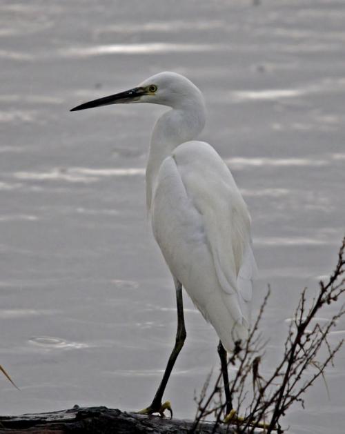 Little Egret