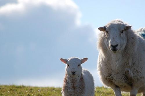 Some Curious Sheep!