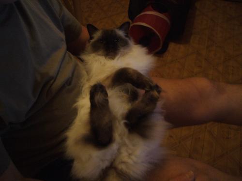 Here I am laying down on my Daddies lap, I lay like this every evening, I was watching the telly, until Mummy asked me to look at her.   I love my Daddy & Mummy.  Love, Coco xx