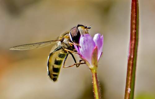 Feeding Hoverfly