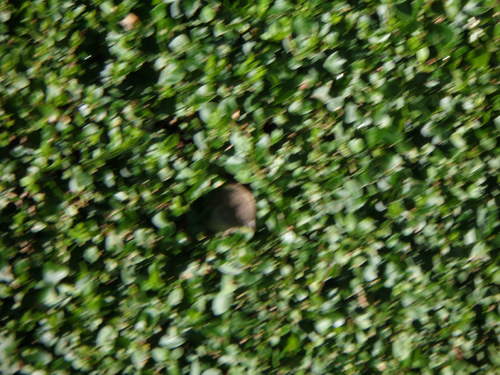 Sparrow in my Privet Hedge.