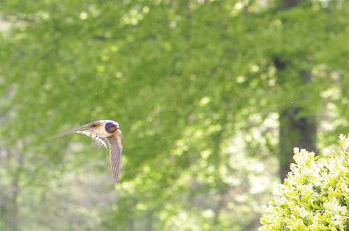 Swallow swooping over the wall.