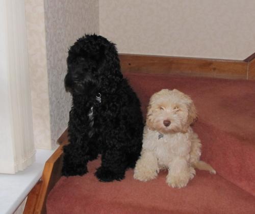 Oscar 9mths Alfie 4mths