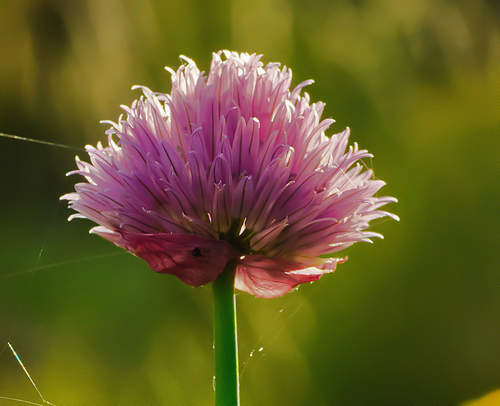 Chive Flower