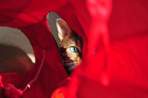 Cheetah hiding!