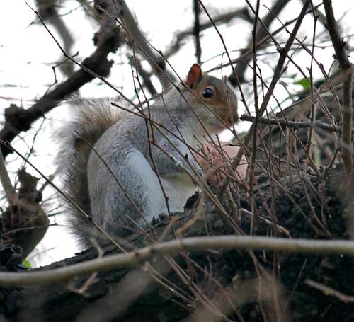 Squirrel (3)