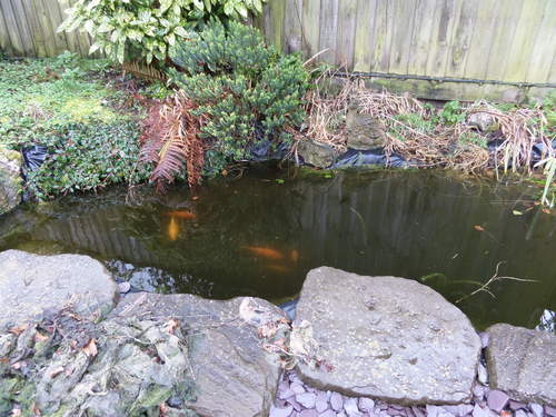 Pond 1