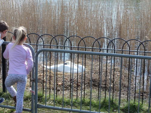 Swan on her Eggs in Maldon Quays.