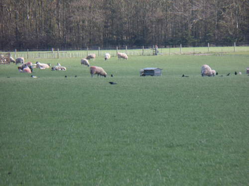 Sheep and Lambs in field near me.