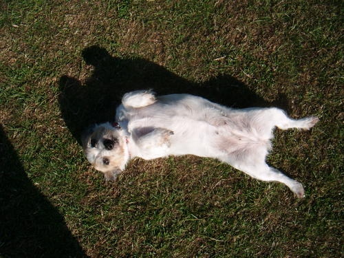 Minnie wanting her belly stroked.