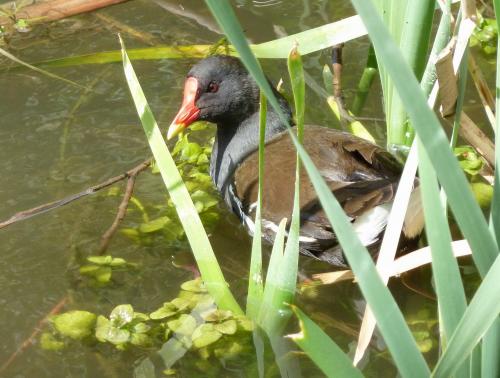 Moorhen