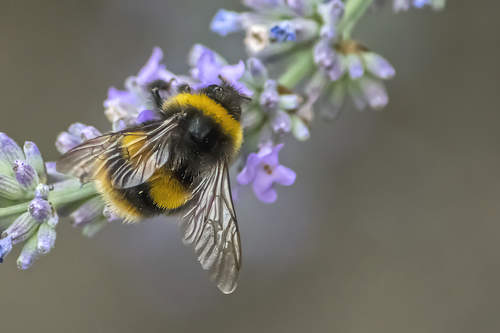 Bee on Lavender