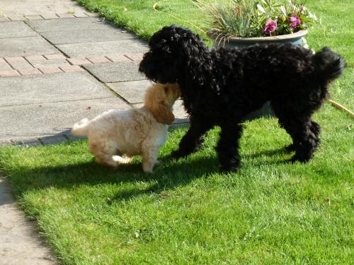 Alfie meets Oscar