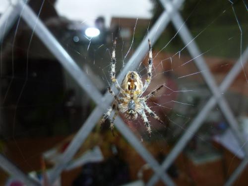 Garden Spider