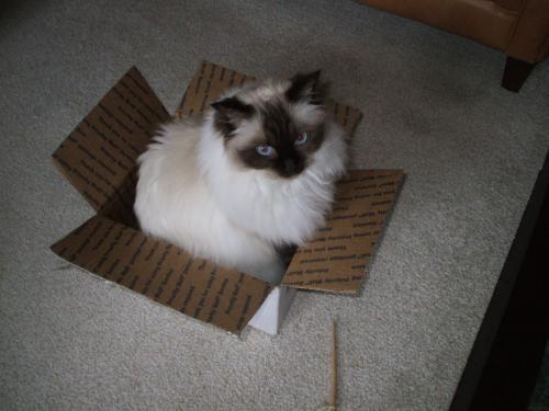 Coco playing in an empty box last Christmas.