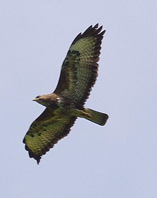 Buzzard