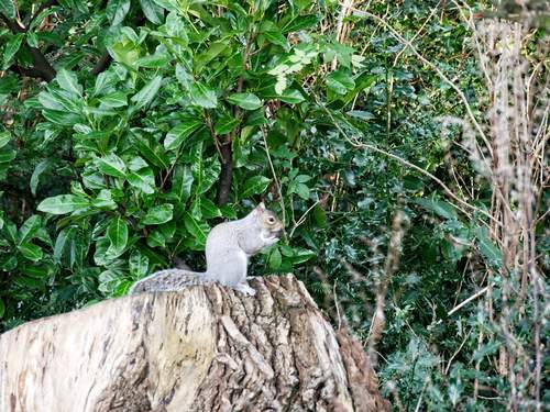 Squirrel 22.12.20 (4)