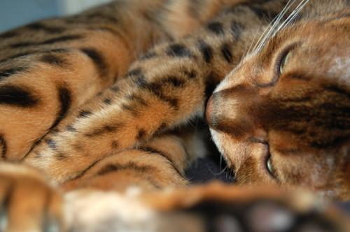 Cheetah snoozing :)