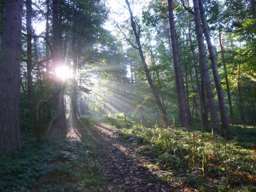 October forest